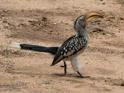 Yellow-billed Hornbill-0958.jpg